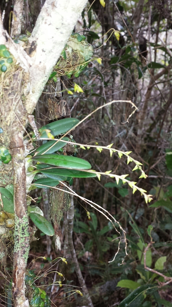 Bulbophyllum leptostachyum