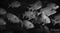 Haemulon flavolineatum