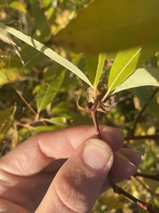 Rabdophaga salicisgnaphalioides