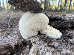 Hericium erinaceus