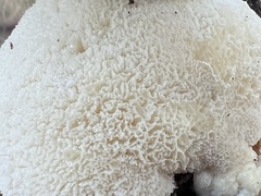 Hericium erinaceus