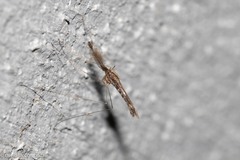 Anopheles punctipennis
