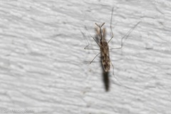 Anopheles punctipennis