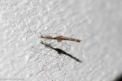 Anopheles punctipennis