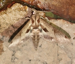 Eumorpha satellitia