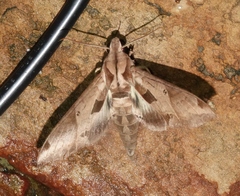 Eumorpha satellitia