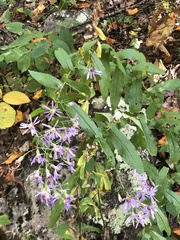 Symphyotrichum phlogifolium