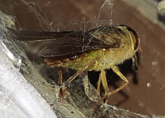 Scaptia auriflua