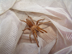 Selenocosmiinae