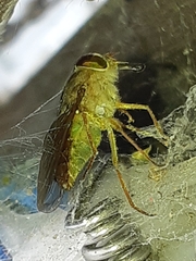 Scaptia auriflua