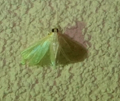 Margaroniini