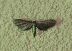 Protoproutia laredoata