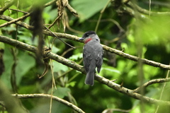 Pachyramphus aglaiae