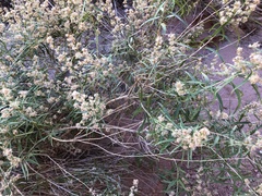 Brickellia longifolia