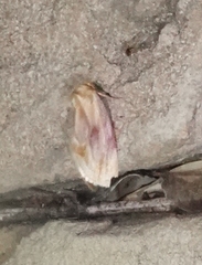 Chamaeclea basiochrea
