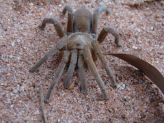 Selenocosmiinae