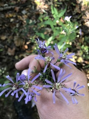 Symphyotrichum phlogifolium