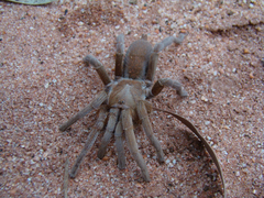Selenocosmiinae
