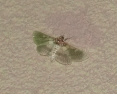 Apilocrocis brumalis
