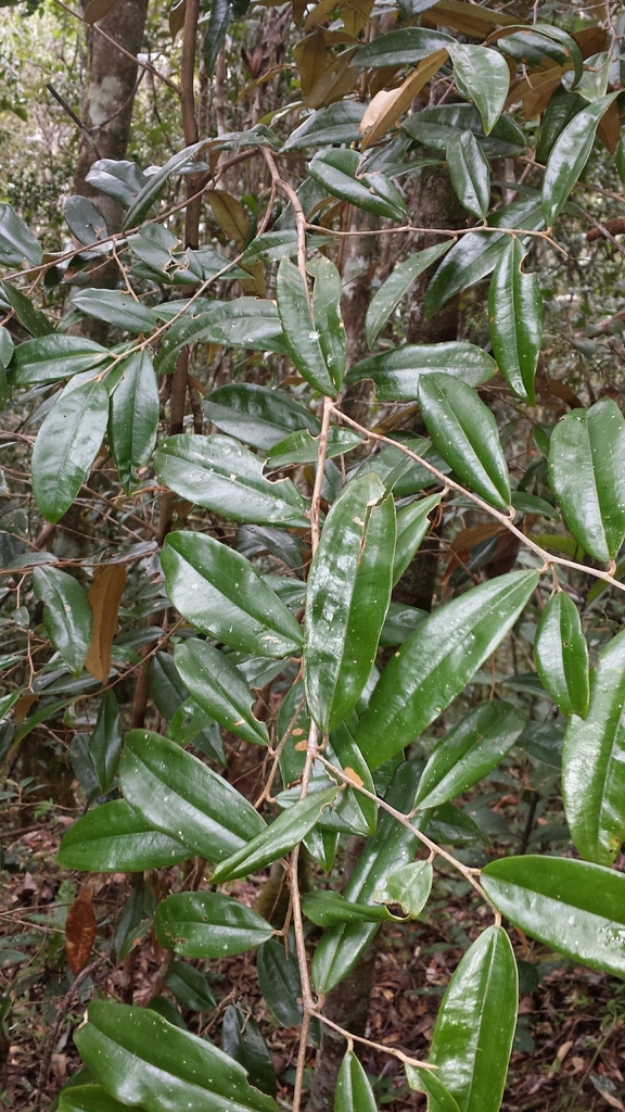 Sarcolaena eriophora