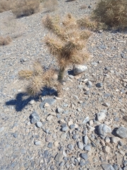 Cylindropuntia