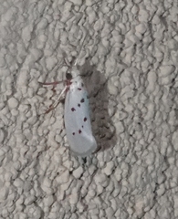 Enaemia basistriga