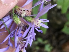 Symphyotrichum phlogifolium