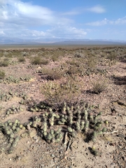 Tephrocactus aoracanthus