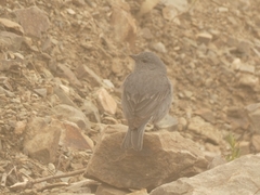 Geospizopsis unicolor