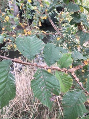 Ulmus