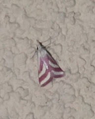 Microtheoris vibicalis
