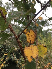 Ulmus
