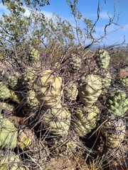 Tephrocactus aoracanthus