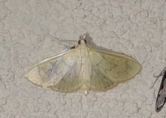Psara obscuralis