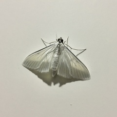 Palpita flegia