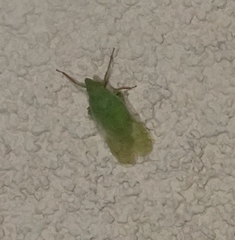 Rhynchomitra recurva