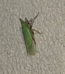 Rhynchomitra recurva