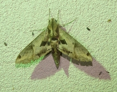 Eumorpha satellitia