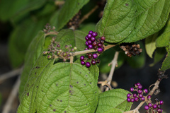 Callicarpa pedunculata