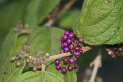 Callicarpa pedunculata