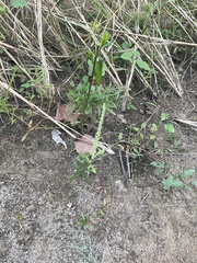 Amaranthus tuberculatus