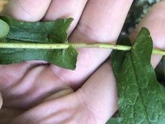 Symphyotrichum phlogifolium