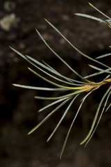 Banksia sphaerocarpa