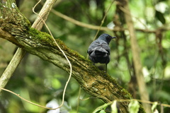 Melanotis caerulescens