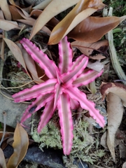Cryptanthus bivittatus