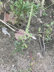 Amaranthus tuberculatus