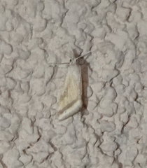 Microtheoris vibicalis