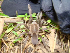 Selenocosmia