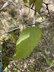 Cephalanthus occidentalis