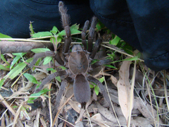 Selenocosmia